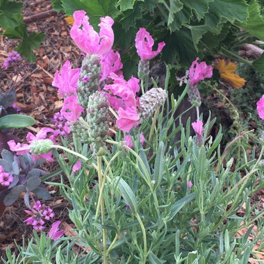 Lavender