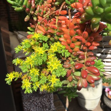 Sedum 'Pink Jelly Beans'