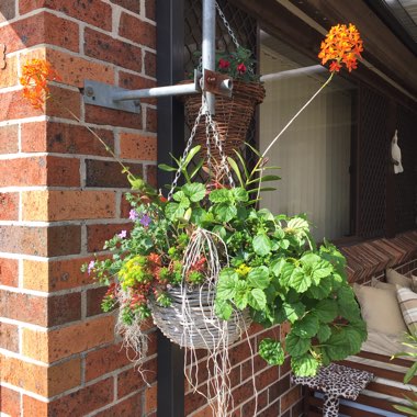 Debbie's garden