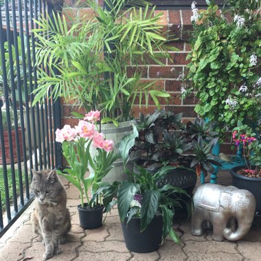 Debbie's garden