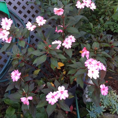 New Guinea Impatiens