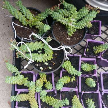 Sedum Morganianum