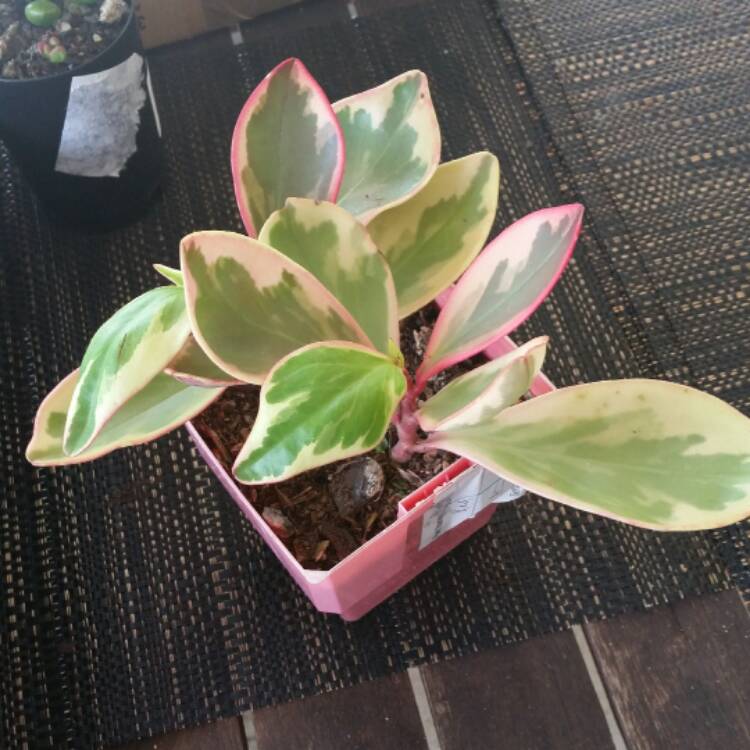 plant image 581743