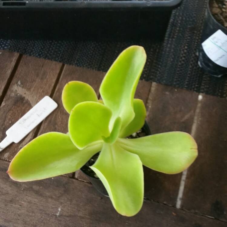 plant image 581744