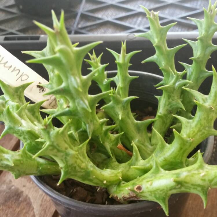 Plant image Stapelia dummeri syn. orbea dummeri