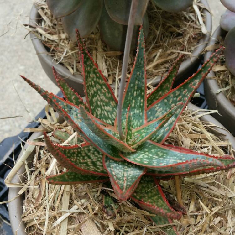 Розовый алоэ. Алоэ Пинк Блаш. Алоэ Pink blush. Aloe Hybrid. Алоэ черное с красными шипами.