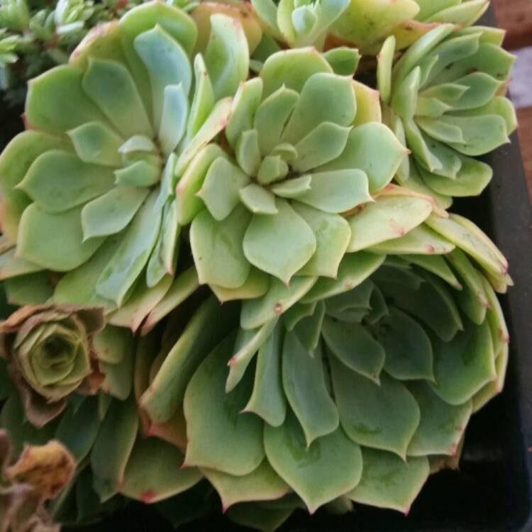 Plant image xSedeveria Green Rose