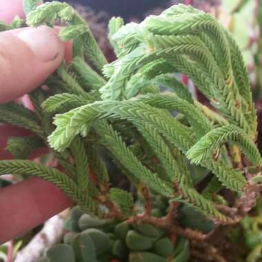 Crassula muscosa