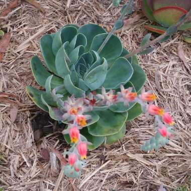 Echeveria Imbricata