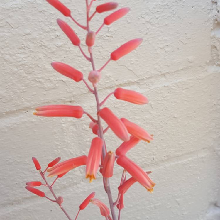 plant image 603415 plant image 603415