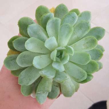 Echeveria Elegans