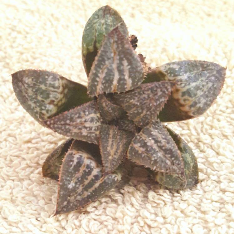 Plant image Haworthia emelyae 'Snow Scene'