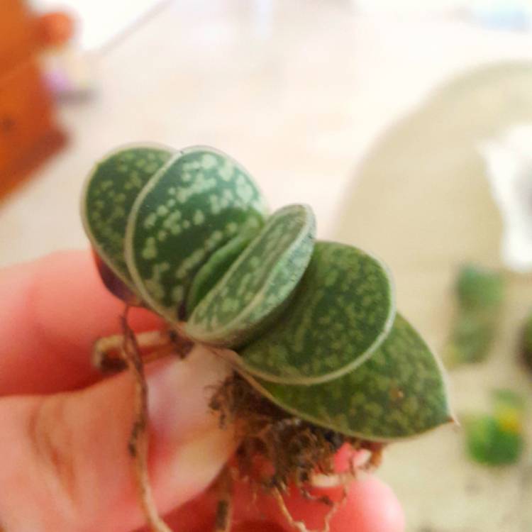 plant image 610133