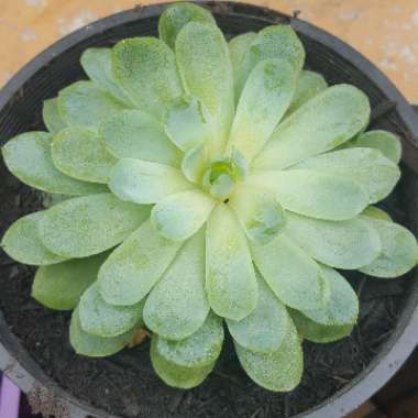 Echeveria Elegans