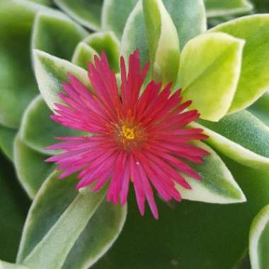Aptenia cordifolia Variegata