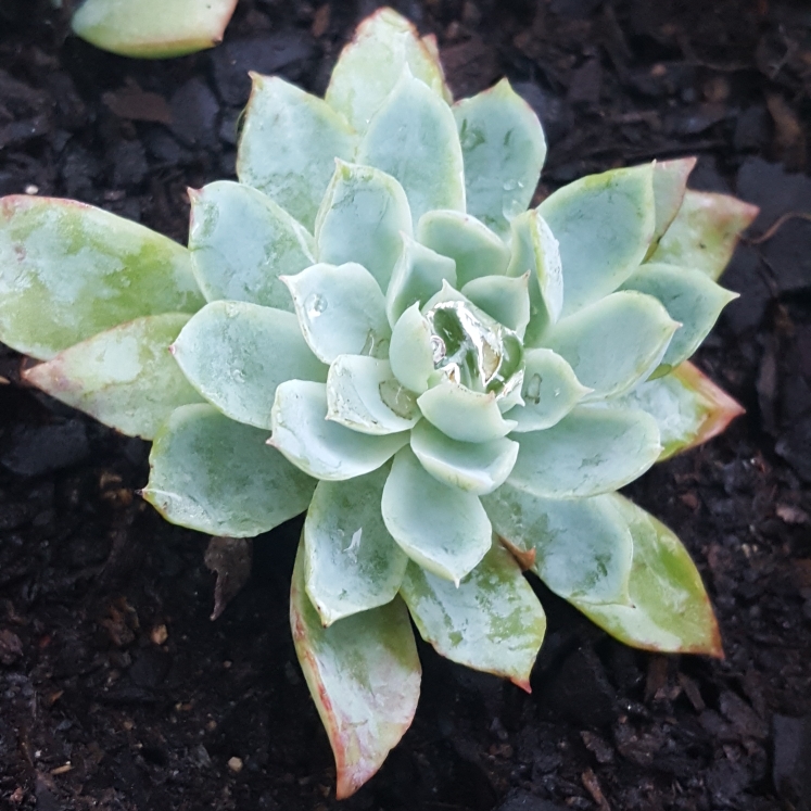 plant image 627244