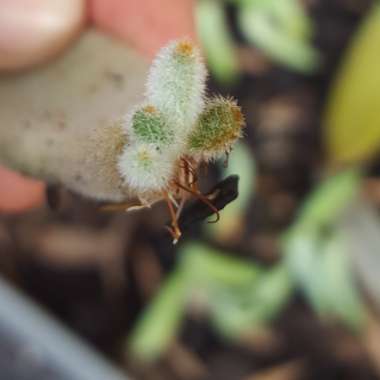 Kalanchoe tomentosa