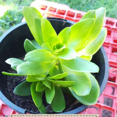 Crassula capitella 'Campfire'
