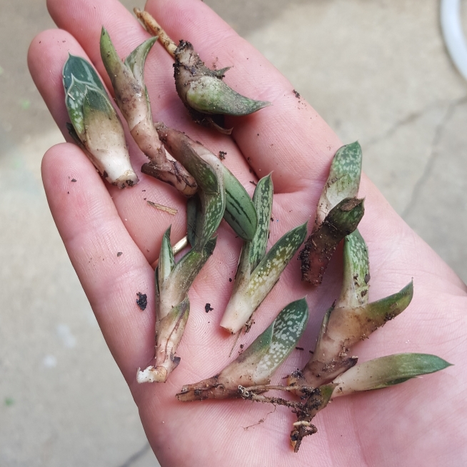 Plant image Gasteria pillansii var. pillansii (Mini)