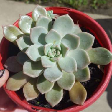 xGraptoveria Marpin