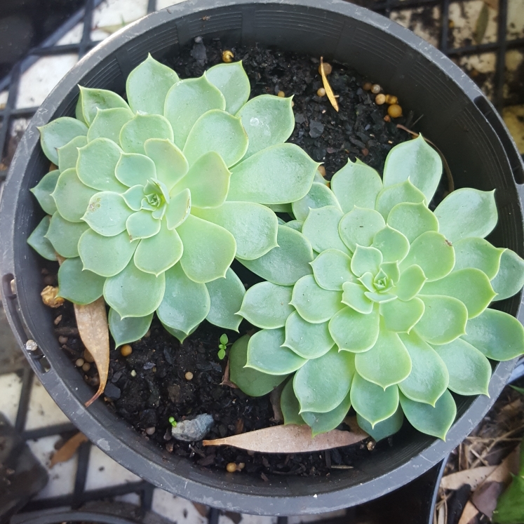 plant image 698168