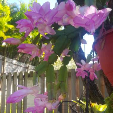 Schlumbergera truncata Party Girl