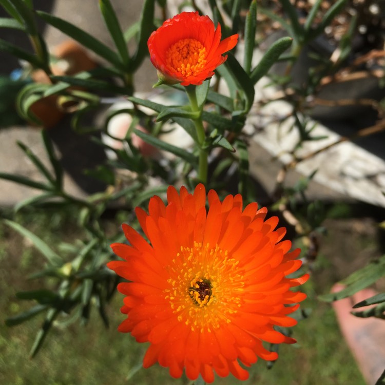 Plant image Lampranthus aurantiacus