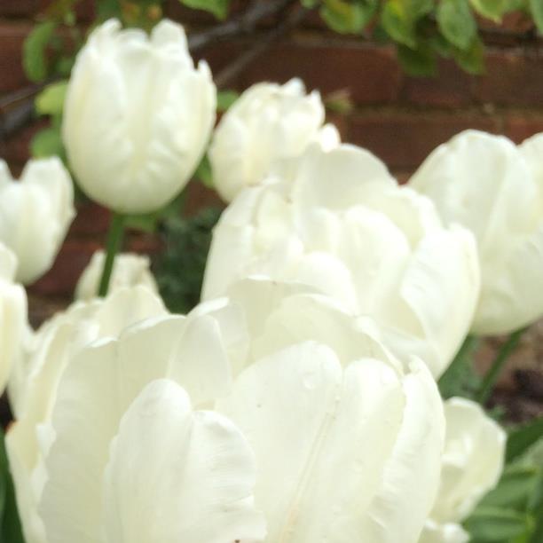 plant image 148