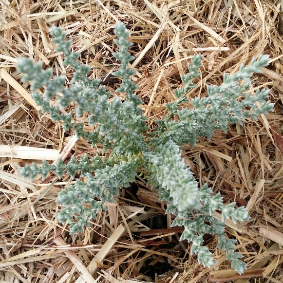 plant image 129843