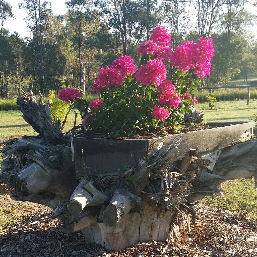 Bougainvillea