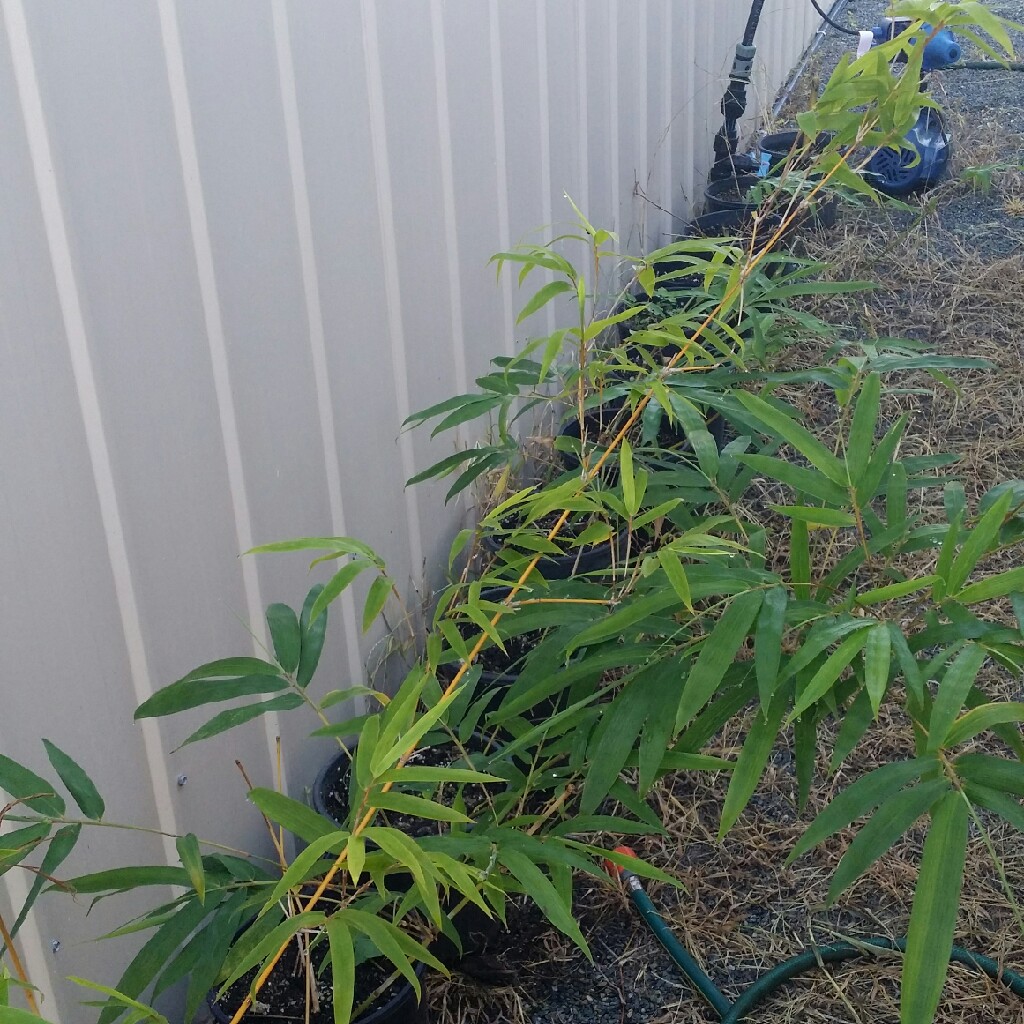 plant image 31272