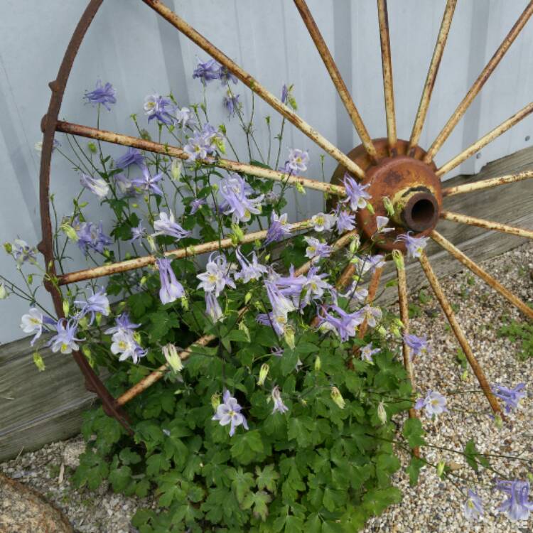 Plant image Aquilegia 'Blue Star'