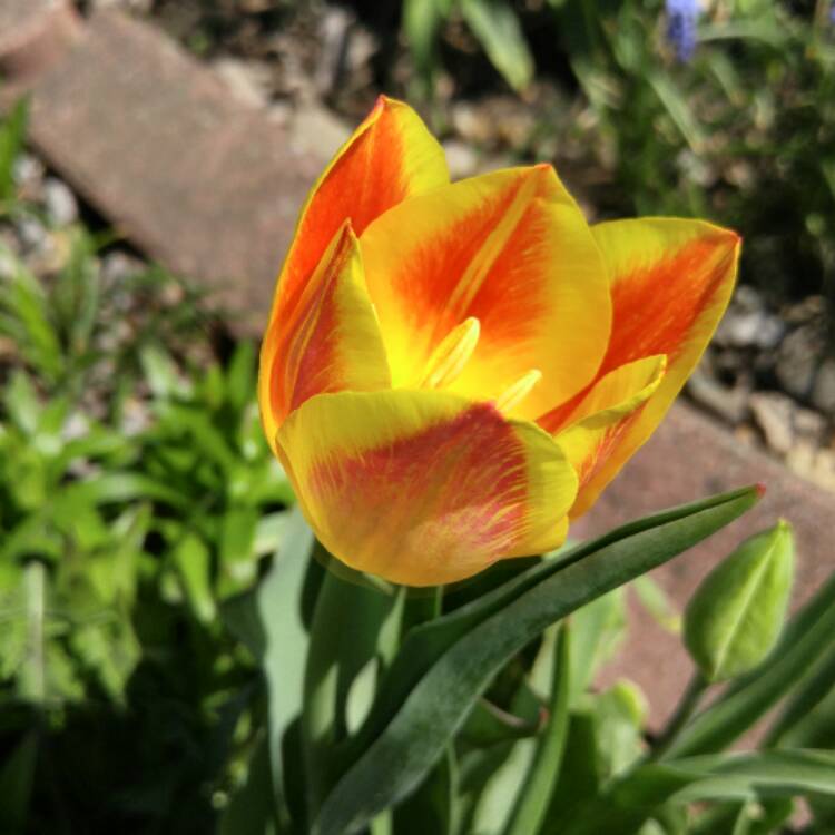 Plant image Tulipa 'Olympic Flame'