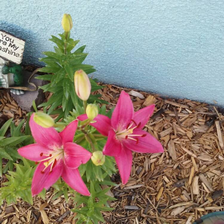 plant image 449699