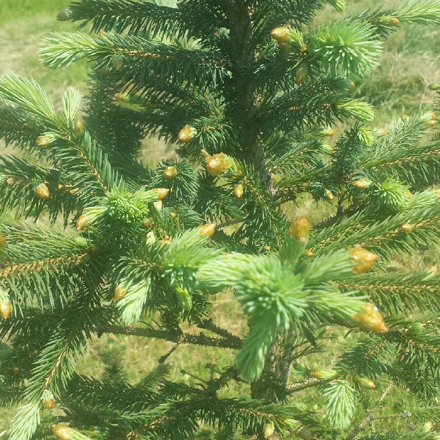 plant image 104125