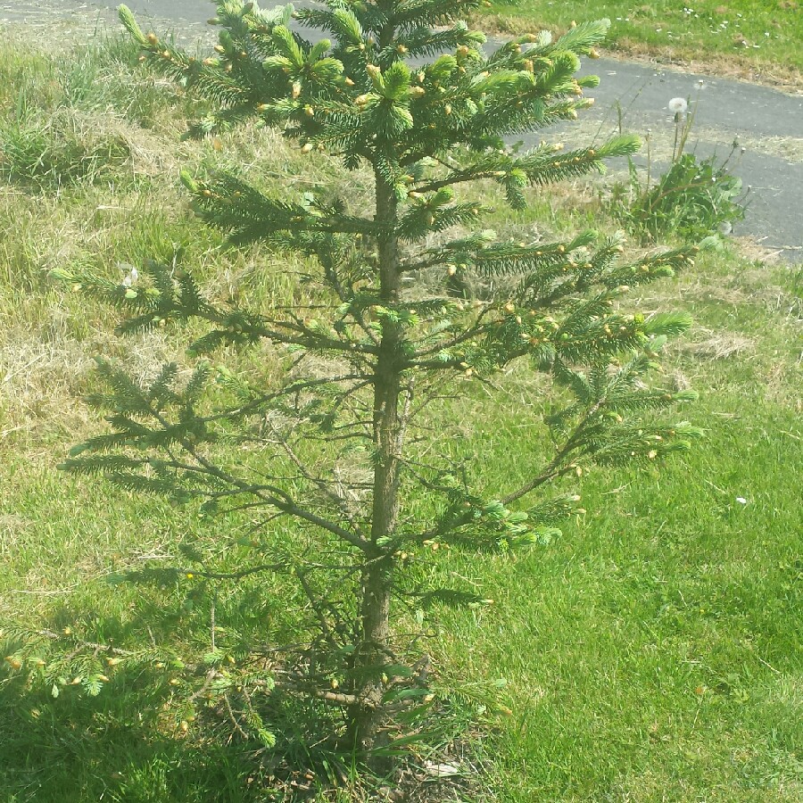 plant image 104132