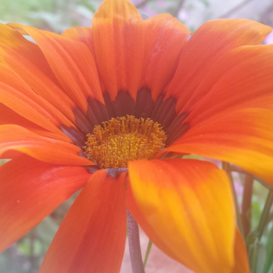 plant image 175377