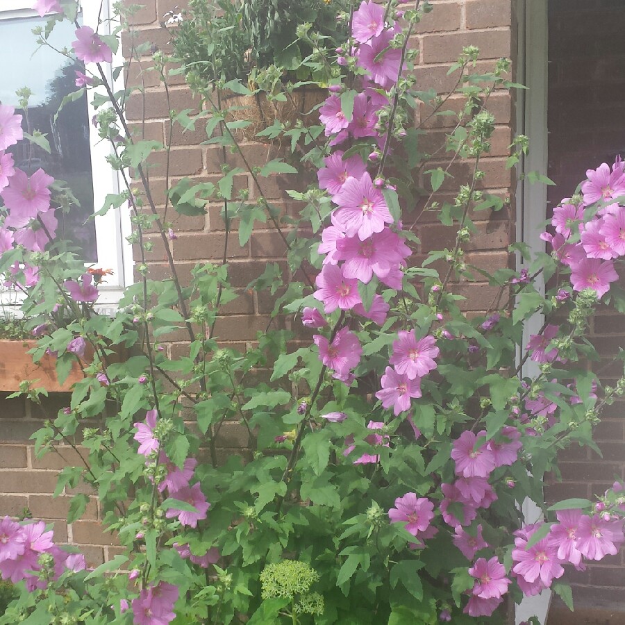 plant image 175379 plant image 175379