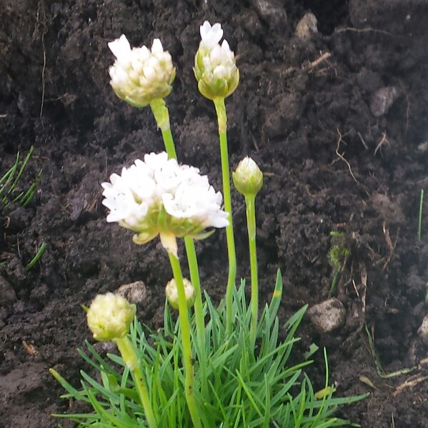 Plant image Armeria maritima 'Armada White'