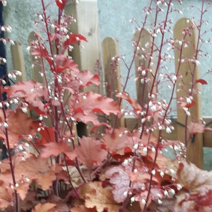 Plant image Heuchera 'Fire Chief'