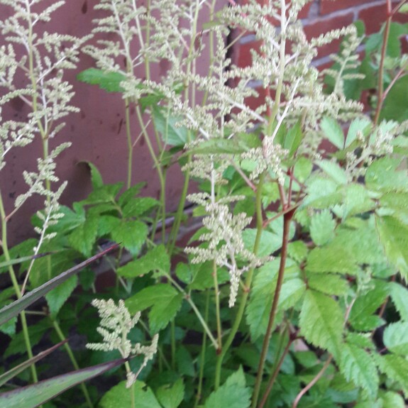 plant image 118404