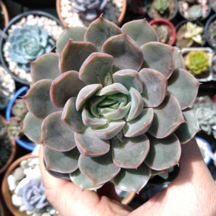 Plant image Echeveria Parks Pop Candy