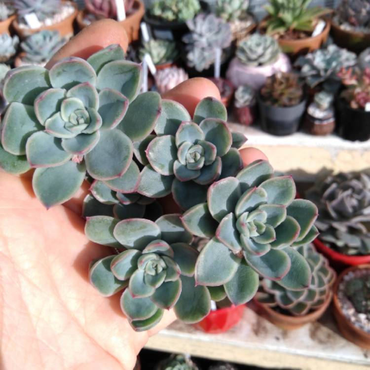 Plant image Echeveria Howalya