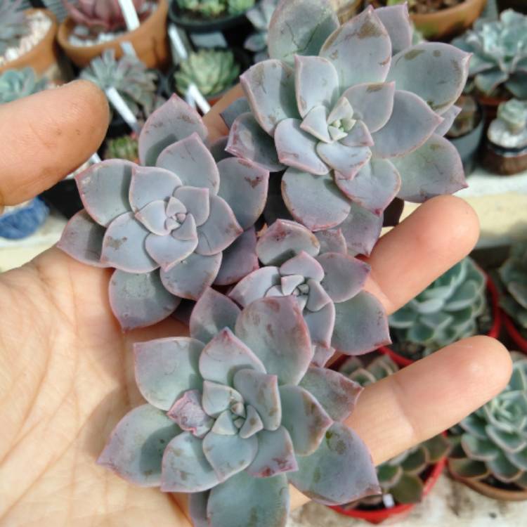 plant image 1528727