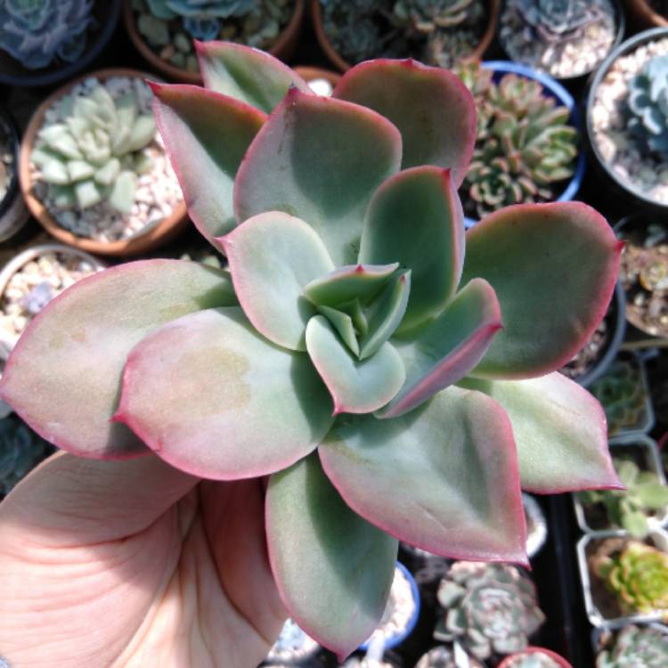 Plant image Echeveria Low