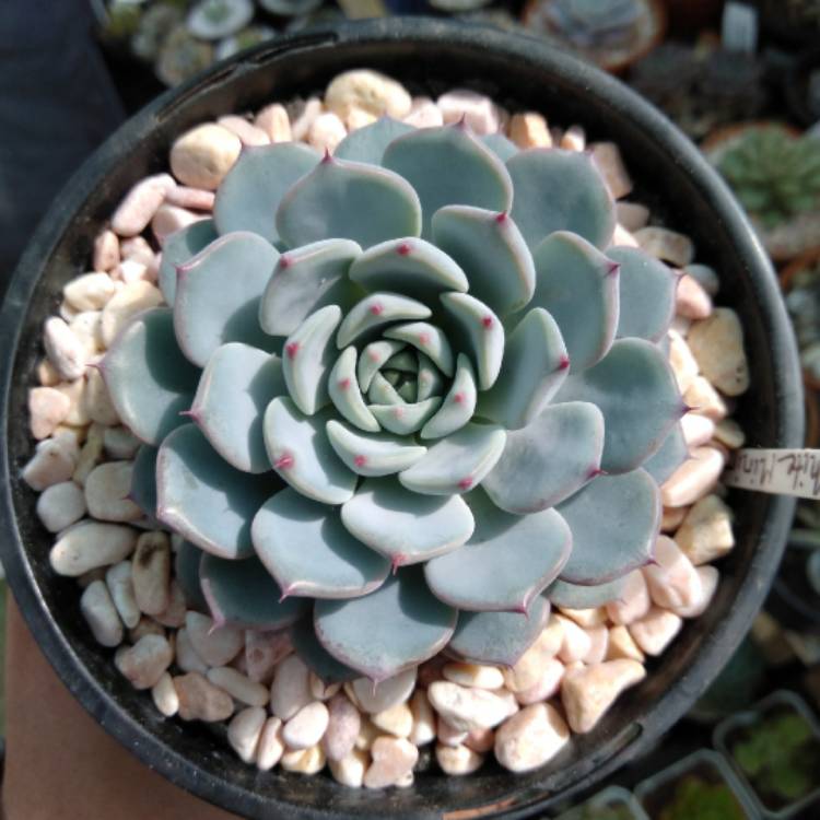Plant image Echeveria White Minima