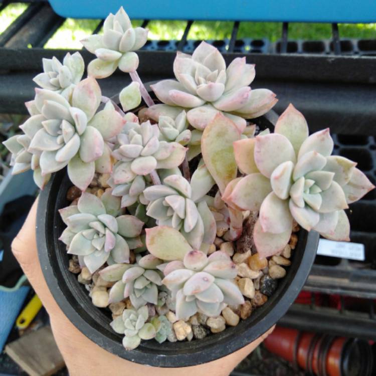 plant image 1530153
