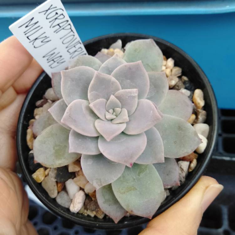 plant image 1530154