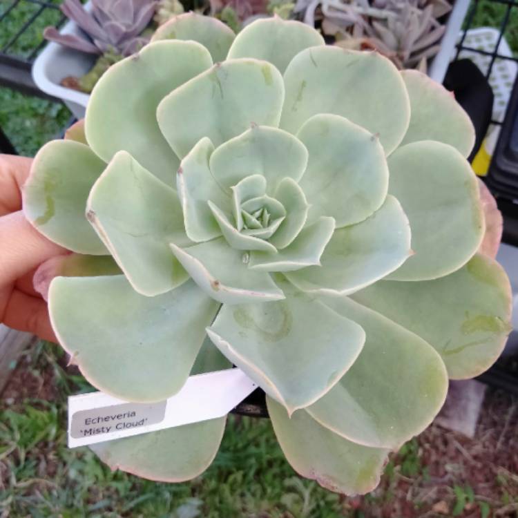 plant image 1530370