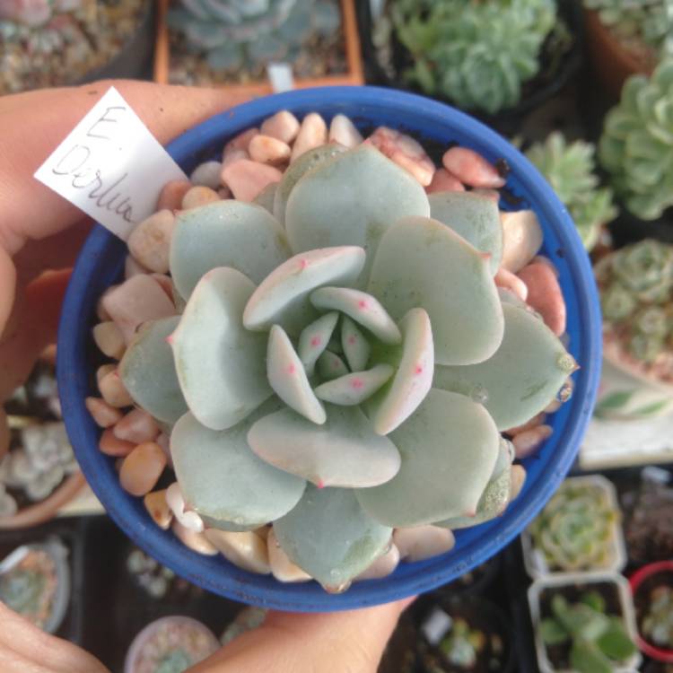 plant image 1530991